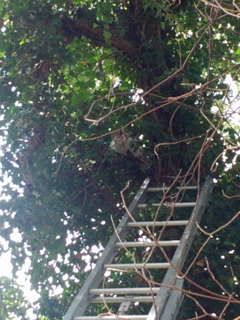 Station 391 Saves 9 Lives!!